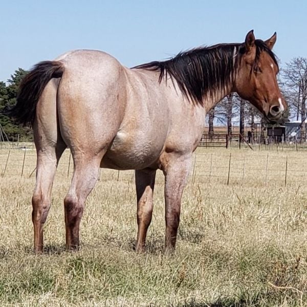 Roany Saltita's 2019 Dun Roan Colt